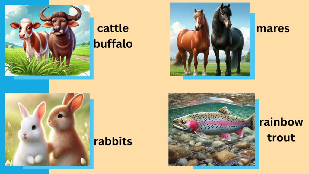 Gynarich injection use in veterinary hindi