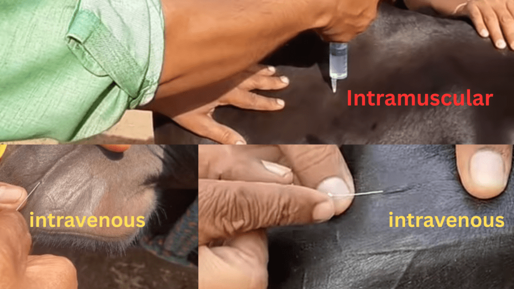 biotrim injection route 